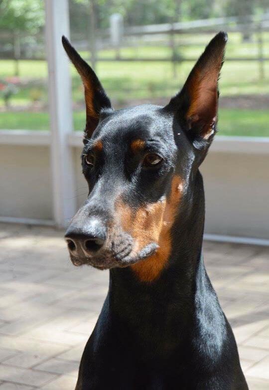 A close up of a doberman