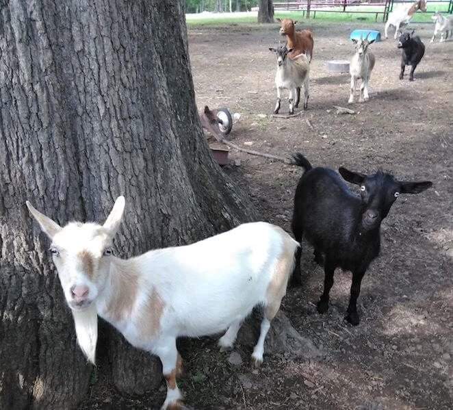 Several goats nearby to a large tree