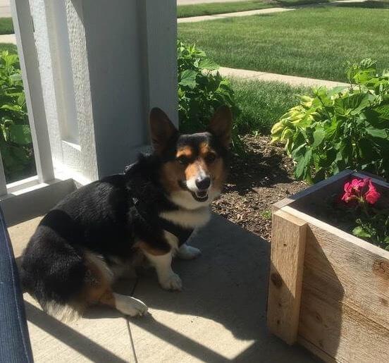 A corgi sitting next to a planter box