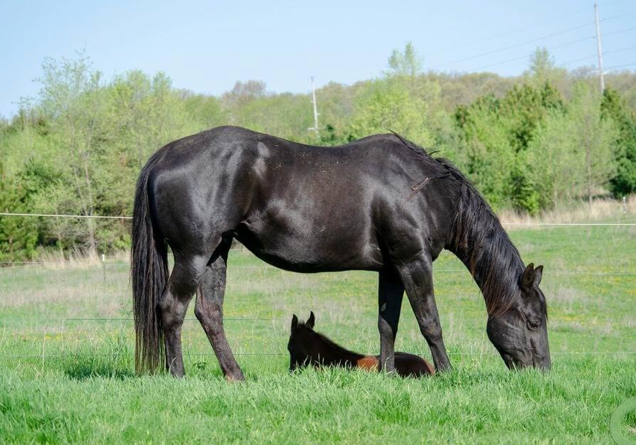 a full black horse standing over a dog in some grass
