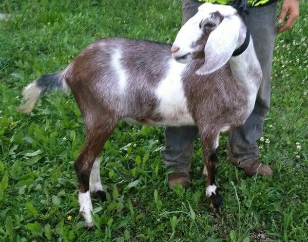 A small white and brown goat in some grass