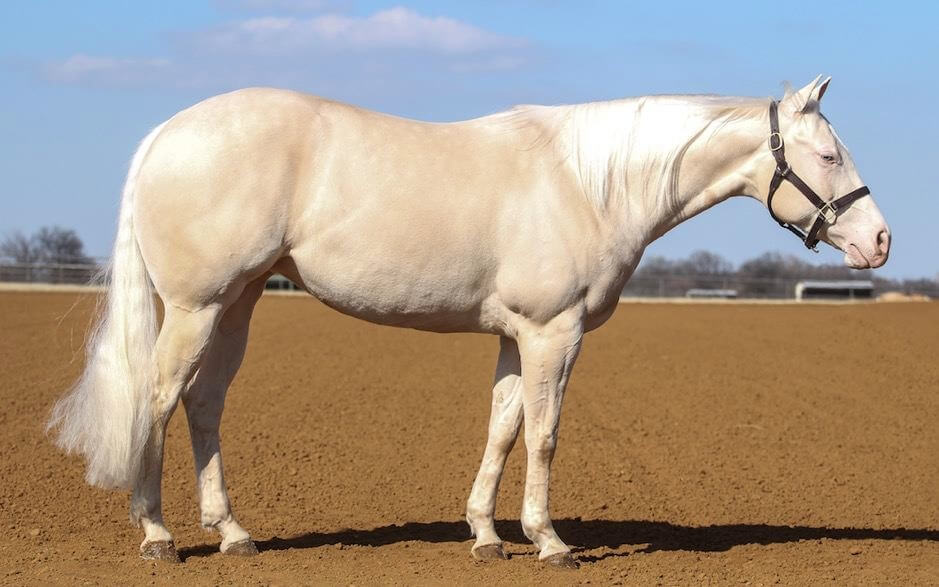 A white horse standing on a large dirt field