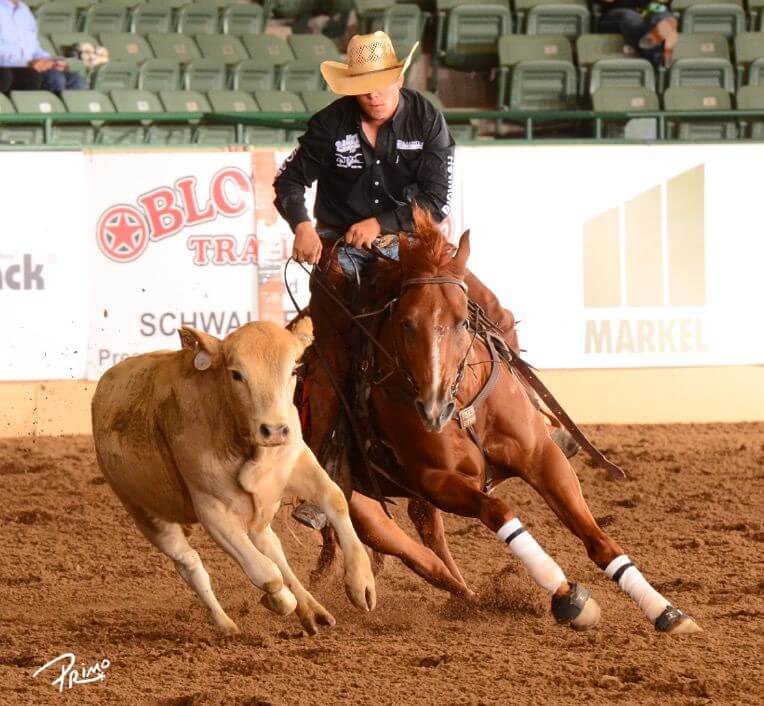 Kelby Phillips riding a brown horse next to a tan cow
