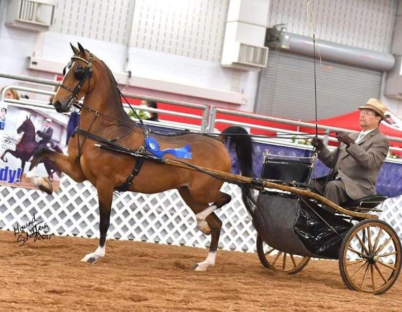 Brown horse pulling a one man carriage for a show