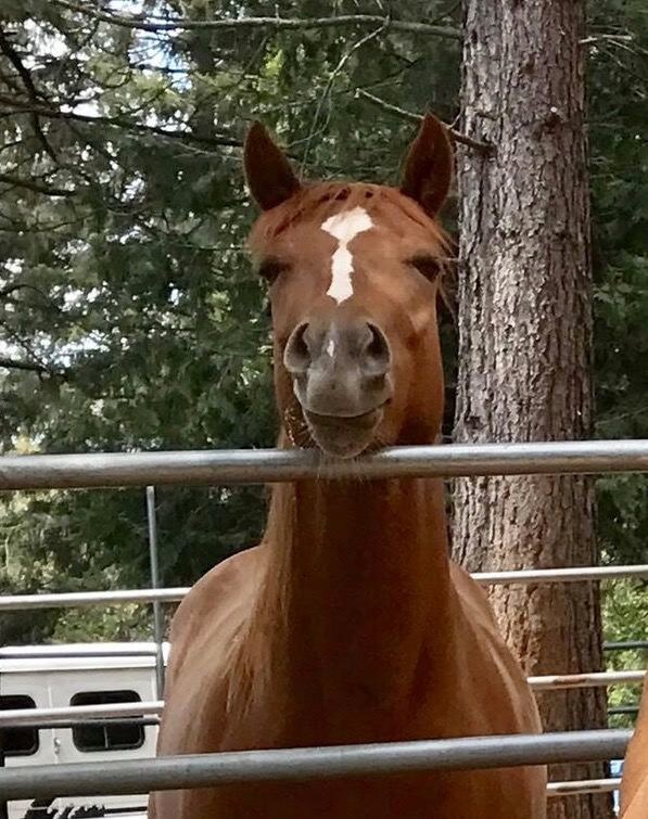 A brown horse resting its head on a fence