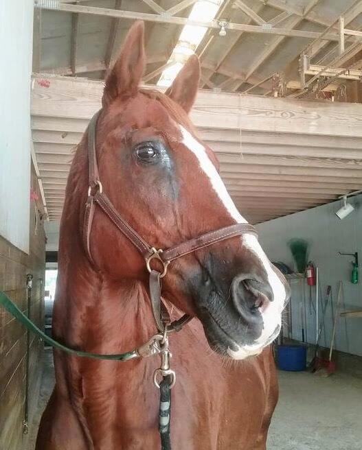 A close up of a bay horse with white striping