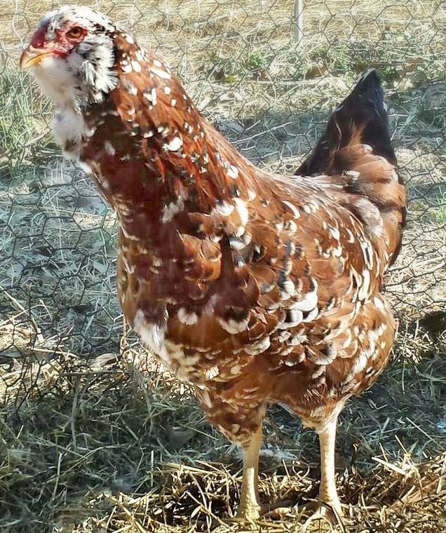 A red and white mottled chicken