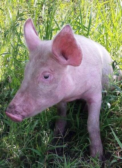 A pink pig in some grass