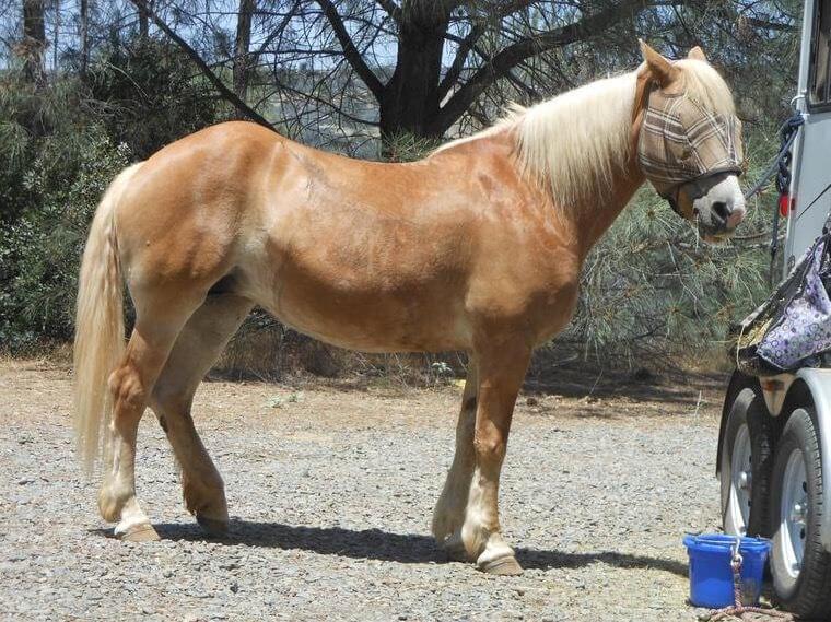 A dark palomino with a fly mask on