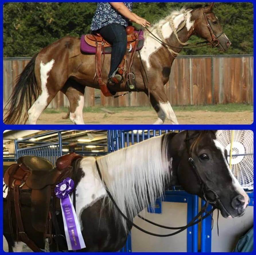 before and after comparison of a horse using the shampoo