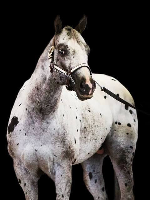 A wide eyed Dalmatian colored horse