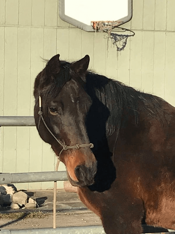 a dark quarter horse in a pen
