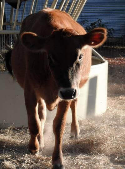 Small brown calf in the sunlight