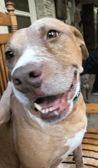 A tan and white bully mix smiling at the camera