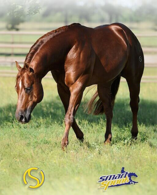 A bay horse trotting in an open field