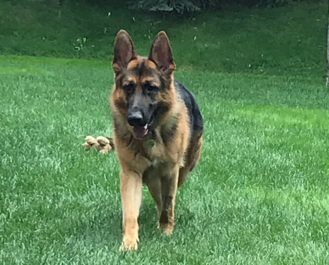 A German Shepherd running through a grass lawn