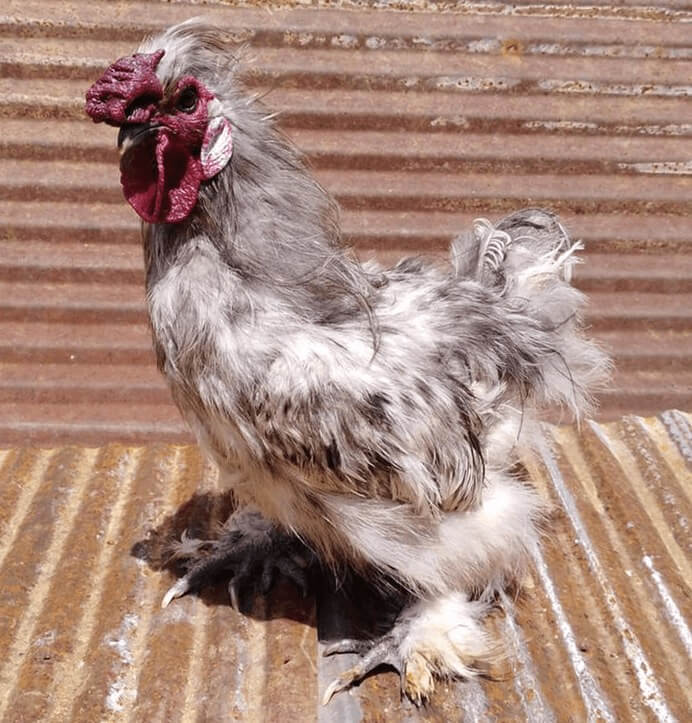 A fluffy gray chicken standing on metal sheeting