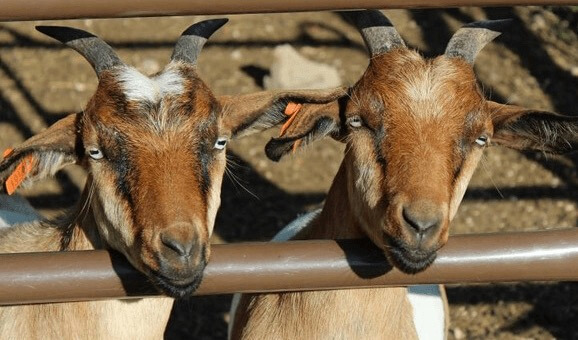 The Best Show Goat Shampoos - Weaver Livestock