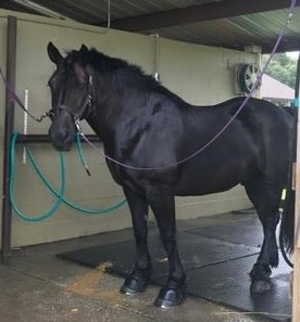 black horse about to be washed