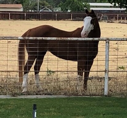 A bay horse with white face behind a fence