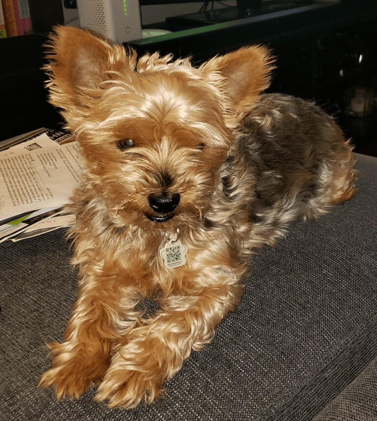 A small, golden colored dog on a chair