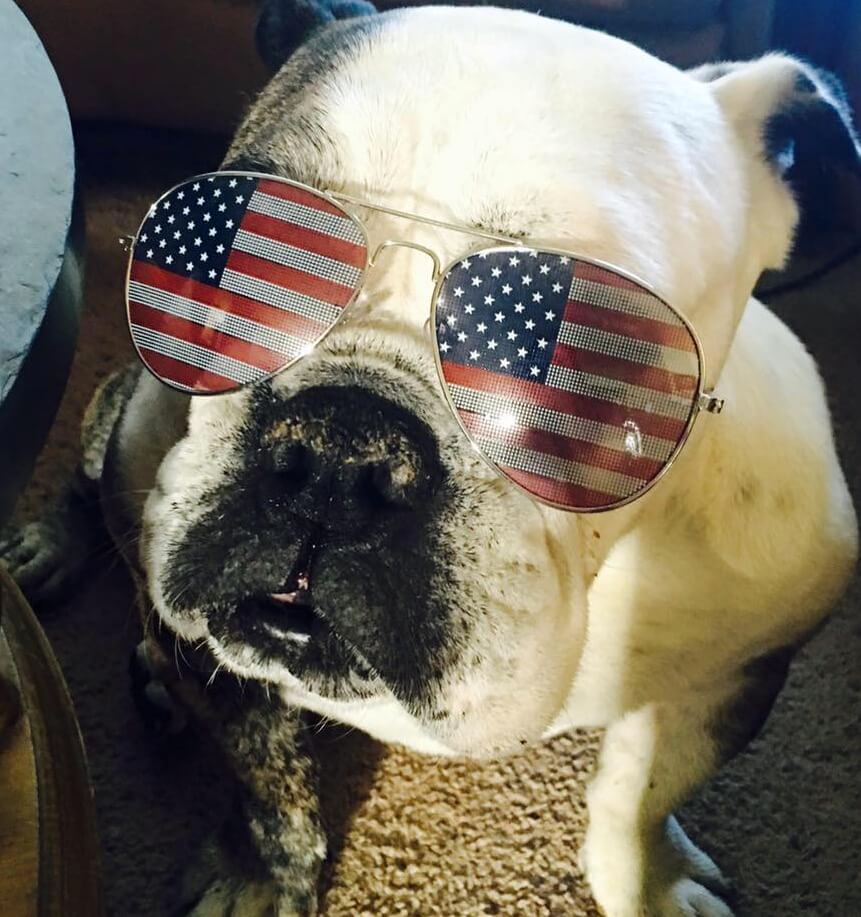 An english bulldog wearing american flag aviator sunglasses