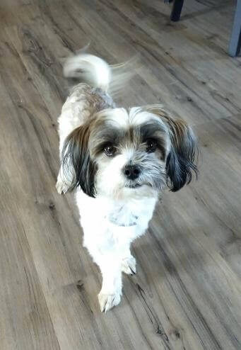 A small white and gray dog