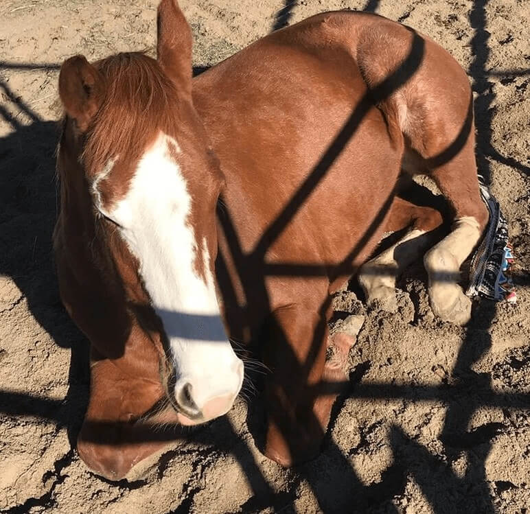 A young horse laying down in some dirt