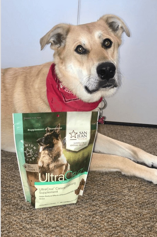 Dog with a red bandana next to a bag of treats