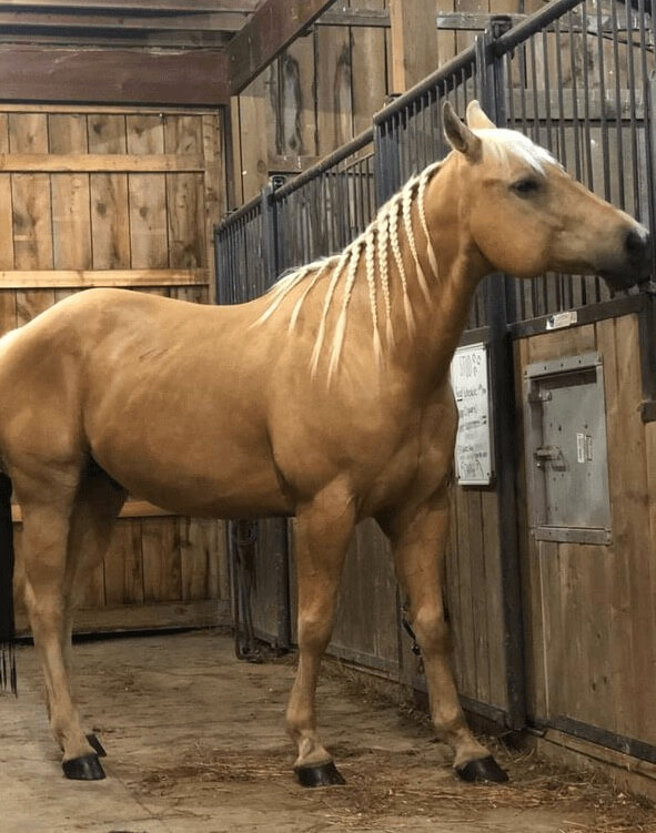A tan horse with a blonde, braided mane