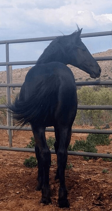 A black horse inside a pen