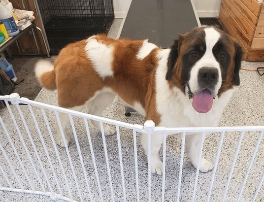 Saint Bernard inside behind a gate