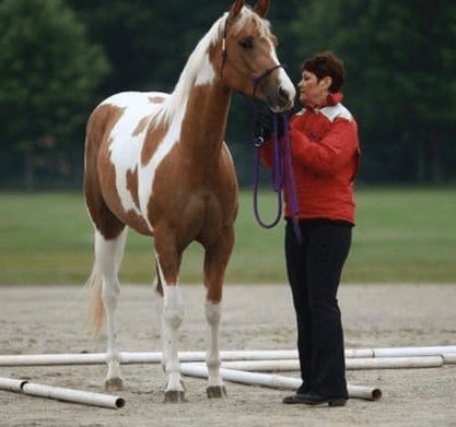 A brown and white spotted horse next to a trainer