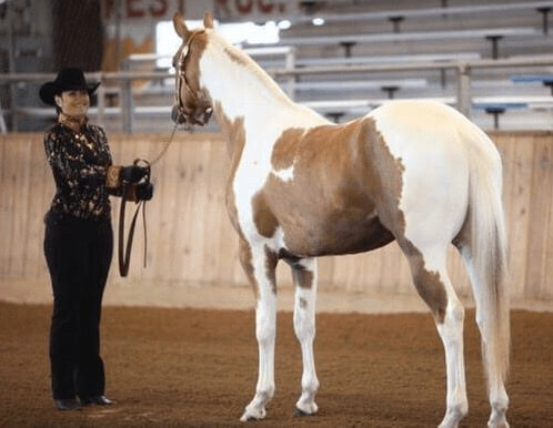 A white and brown spotted horse at an arena