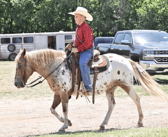 Spotted white horse with a rider on top