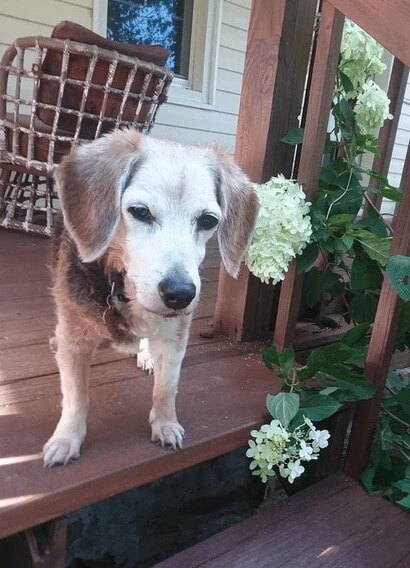 A smal white and brown dog on a porch