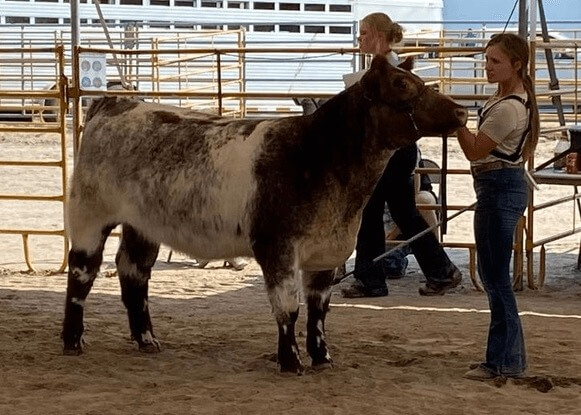 a white and brown cow in a pen