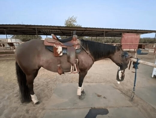 a gray horse with a saddle