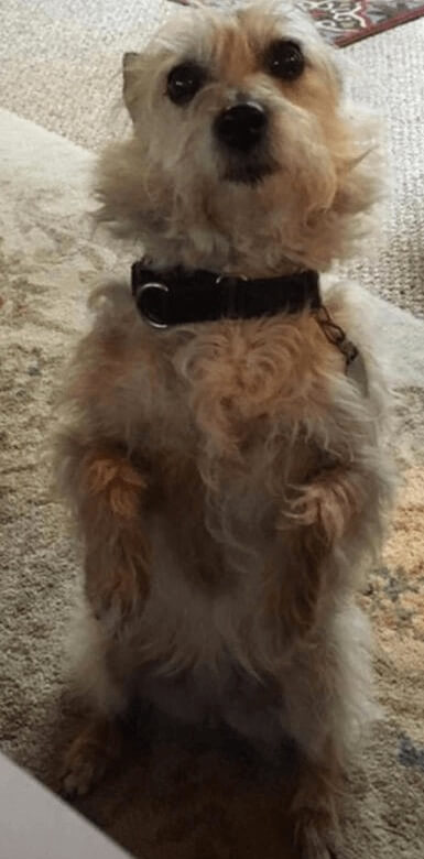 a small fluffy dog standing on its hind legs looking at the camera
