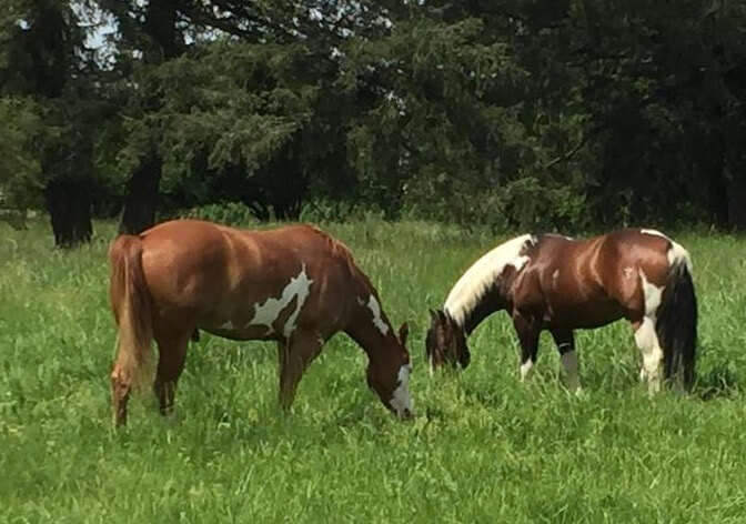 Two brown and white spotted horses grazing in a field of grass