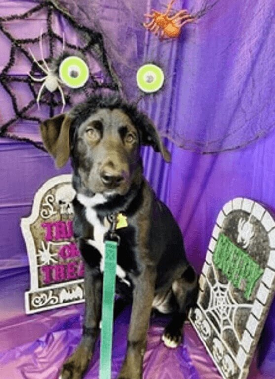 A black and white dog with a Halloween costume 