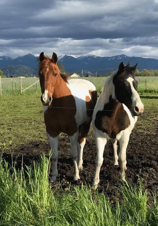 two spotted horses in a pen