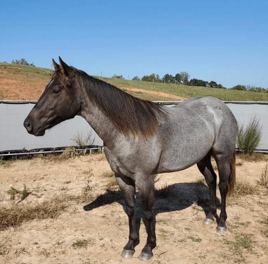 blue roan colt standing outside