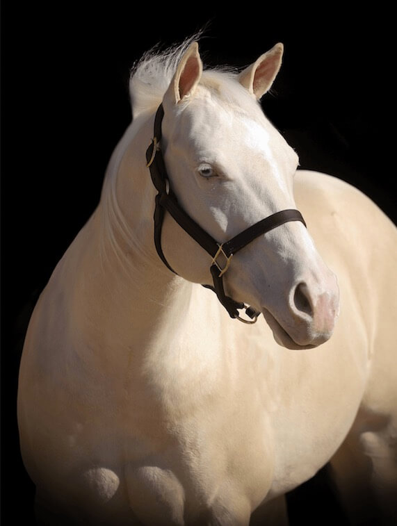 Portrait photo of a cream palomino