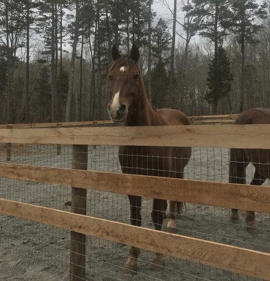 A brown horse gazing over a fence