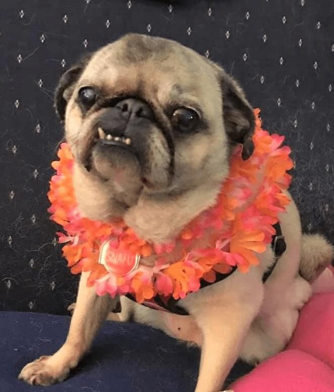 A small pug wearing an orange and pink lei