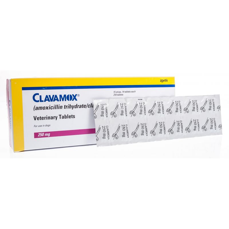 Clavamox® Tablets Santa Cruz Animal Health