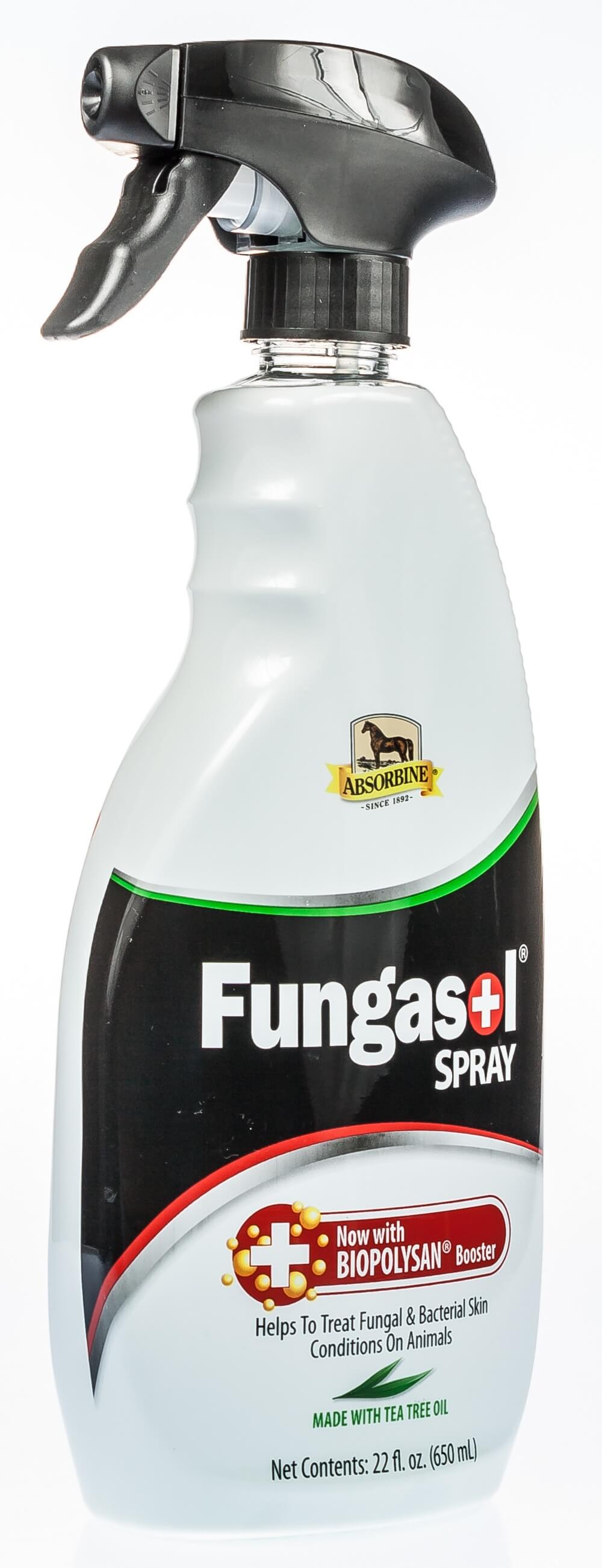 fusains plante Fusain de Fortune Coloratus