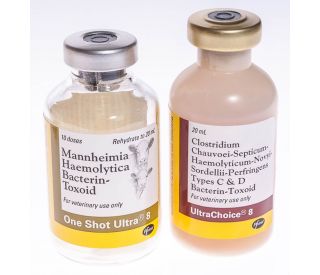 ば*な様 ☘️スペシャルイベント☘️3181 【 原生地採取croaticus One Shot Ultra® 8 | Santa Cruz Animal Health