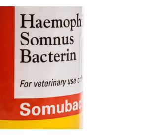 Haemophilus somnus что это